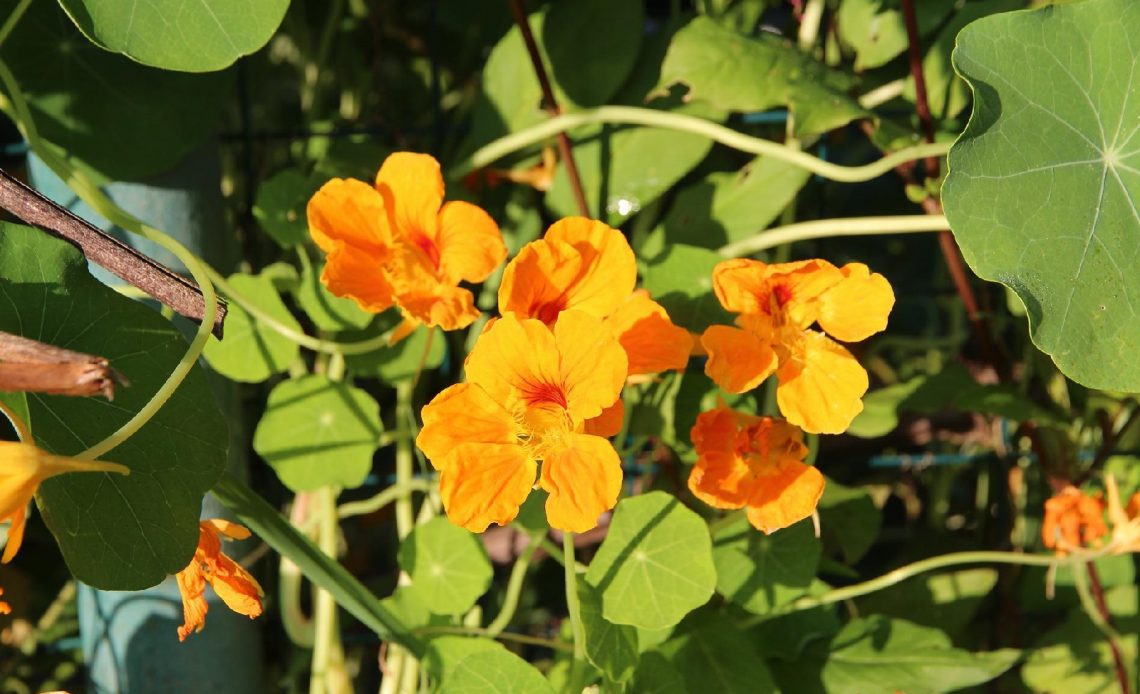 nasturtium-companion-plants