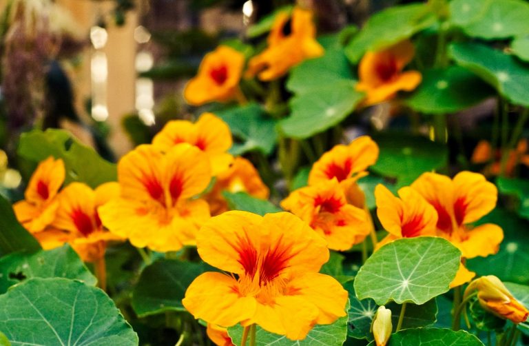 11 Nasturtium Companion Plants For Your Garden