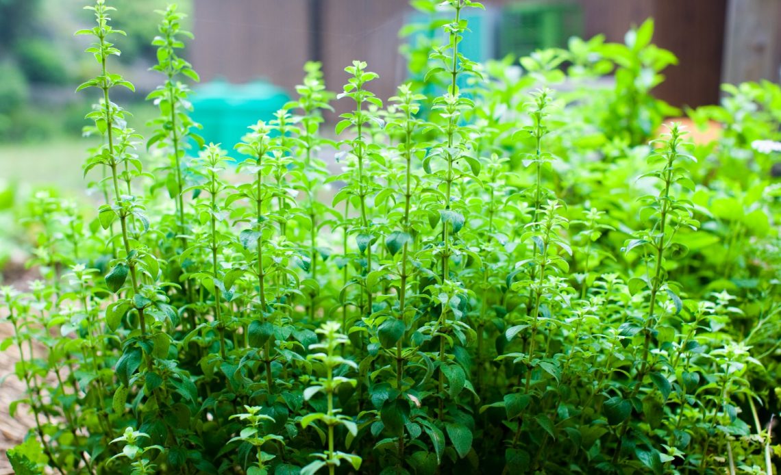 oregano-companion-plants