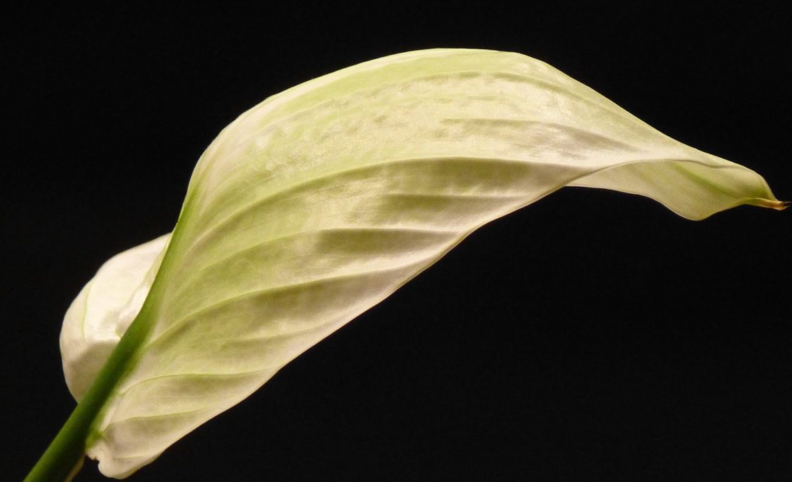 peace-lily-yellow-leaves