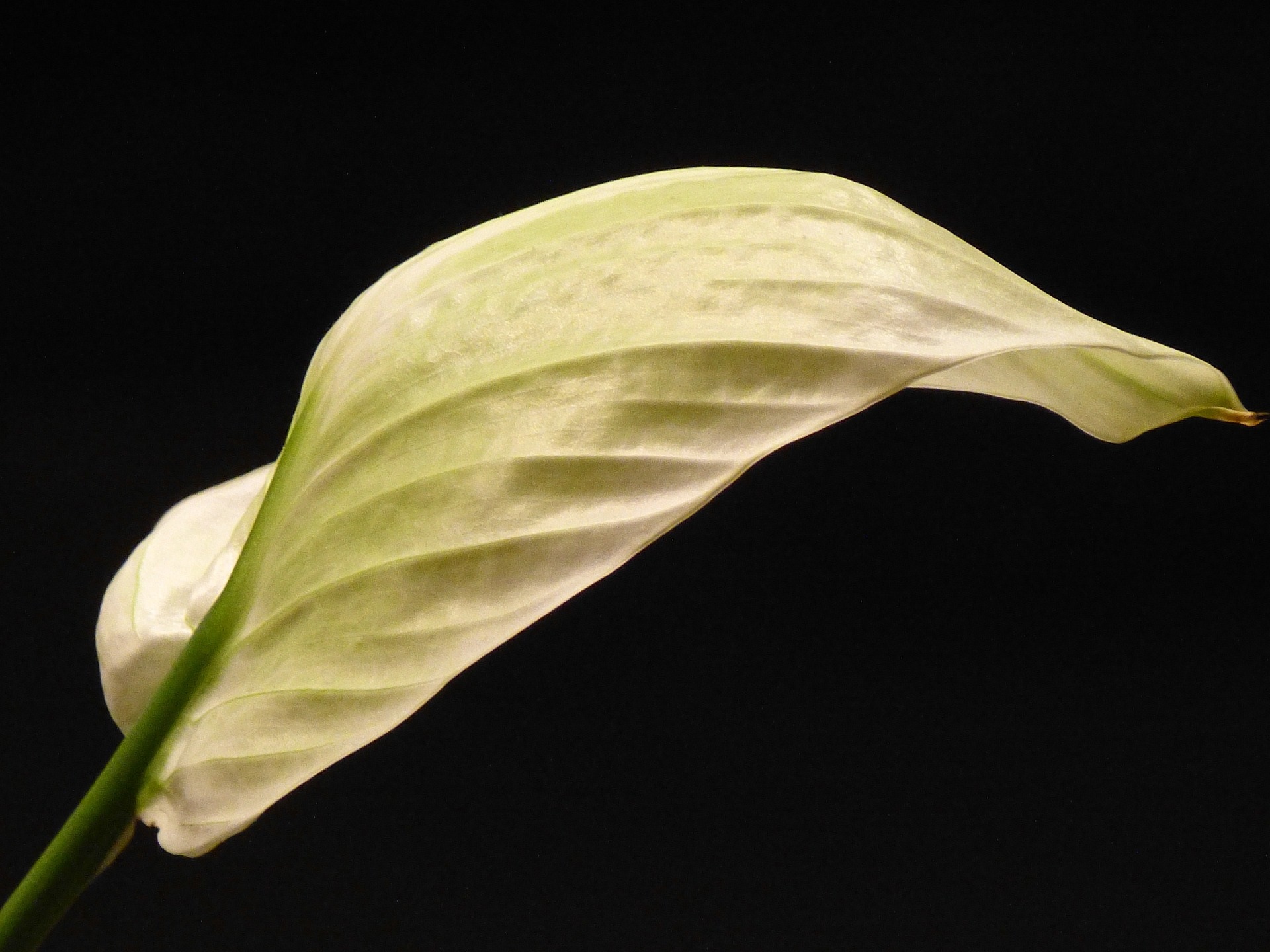 10 Reasons Your Peace Lily Has Yellow Leaves And How To Fix It