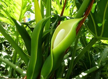 Philodendron Flowers - How To Get Your Plant To Bloom