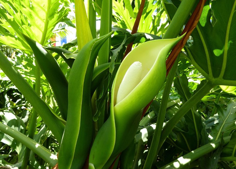 philodendron-flowers