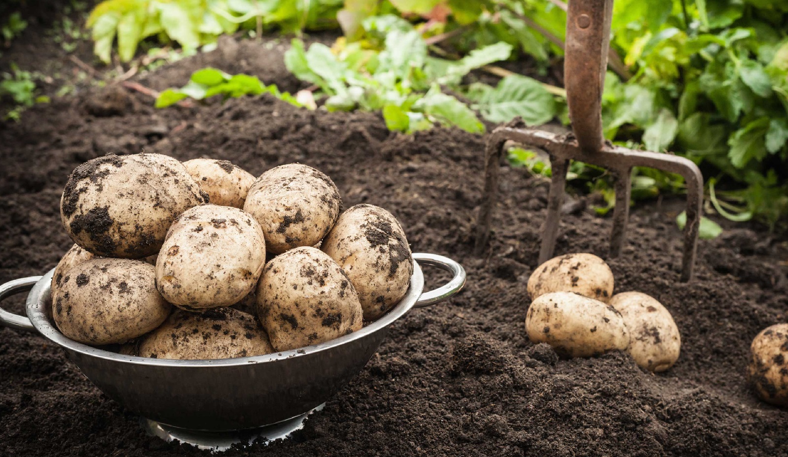 Maximizing Soil Health: What to Plant After Potatoes for Effective Crop ...