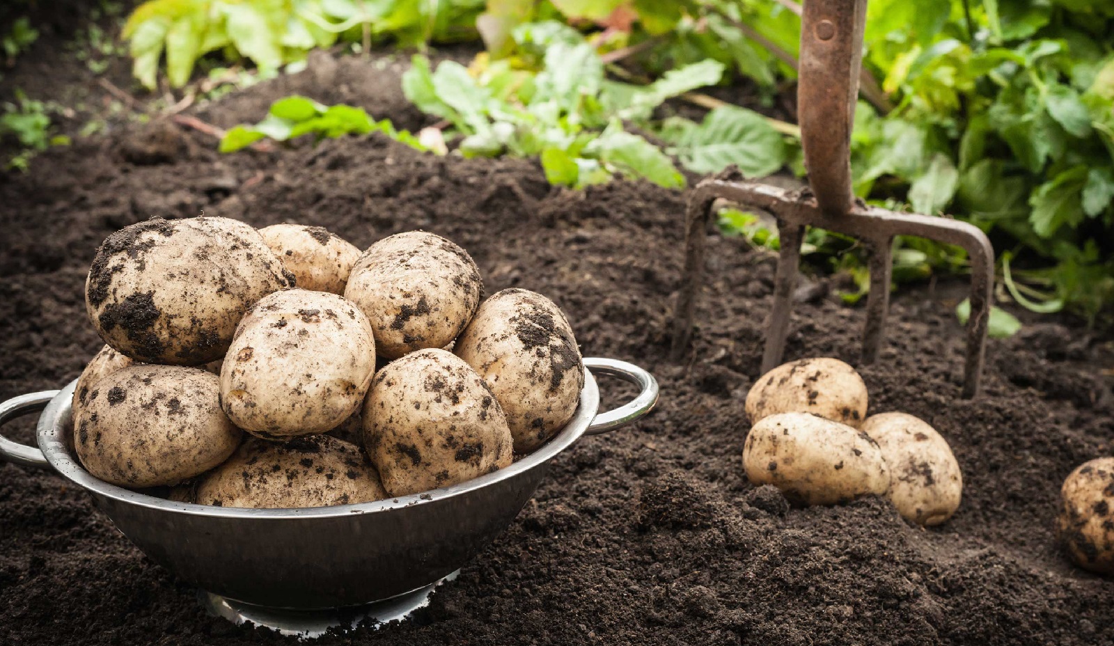 what-to-plant-after-potatoes-the-best-plants-for-crop-rotation