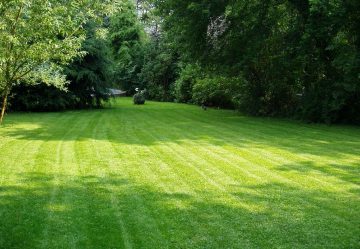 Pros And Cons Of Dethatching Lawn