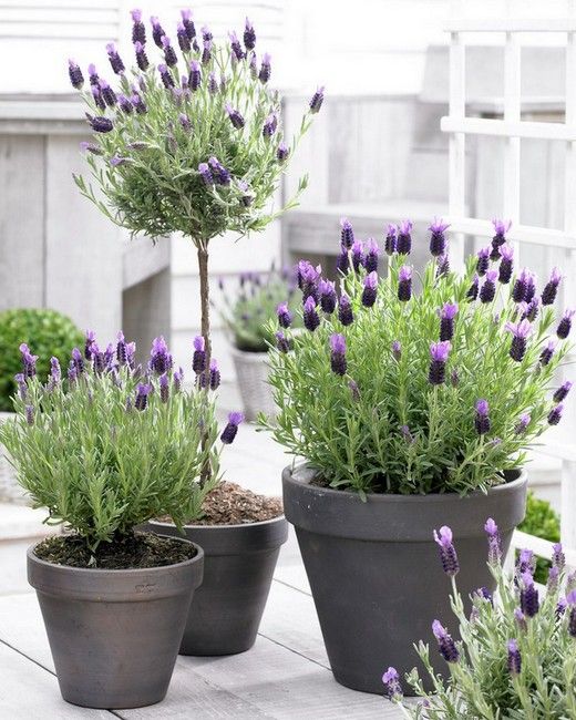 Lavender tree guide 🌲 🌸 Varieties, care, and tips for healthy plants