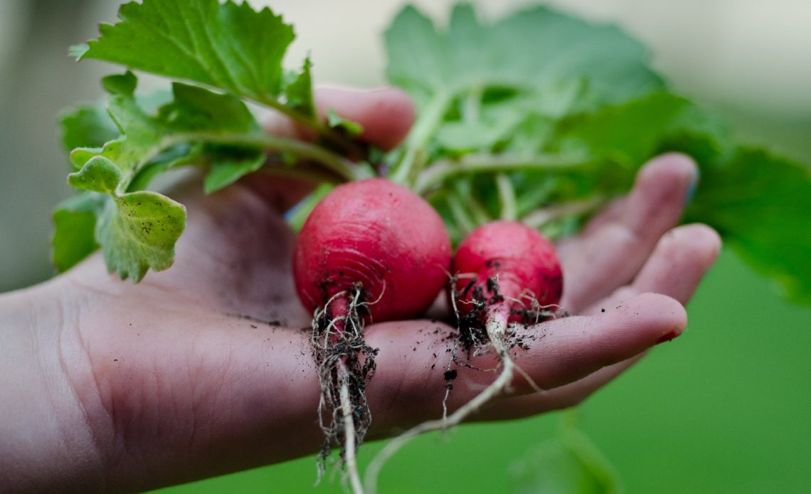 radish-companion-plants