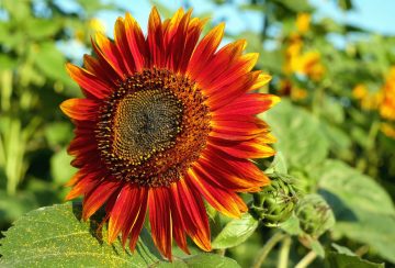 Red Sunflowers - How to Grow and Care for These Annual Flowers