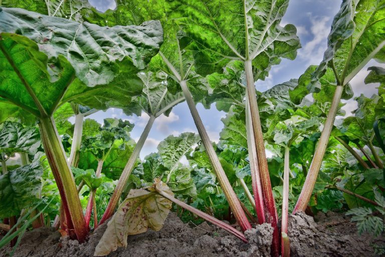 11 Kohlrabi Companion Plants (And 5 To Avoid!)