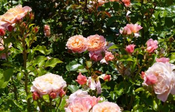 12 Best Rose Companion Plants - And What To Avoid!