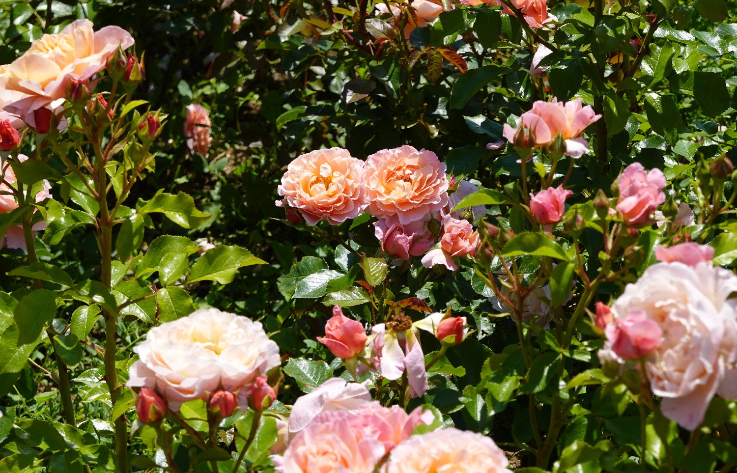 12 Best Rose Companion Plants And What To Avoid