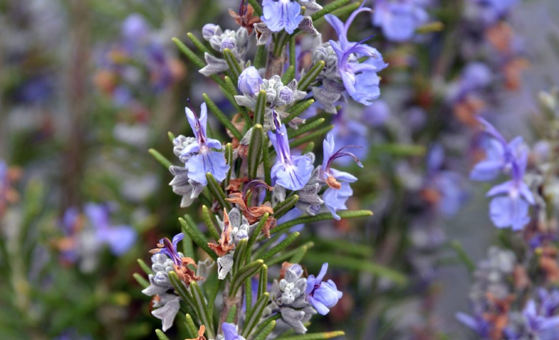 rosemary-companion-plants