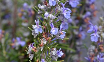 12 Rosemary Companion Plants To Grow - And What To Avoid