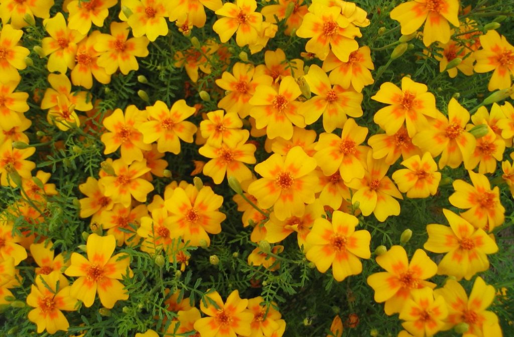 Do Deer Eat Marigolds? Are They DeerResistant?