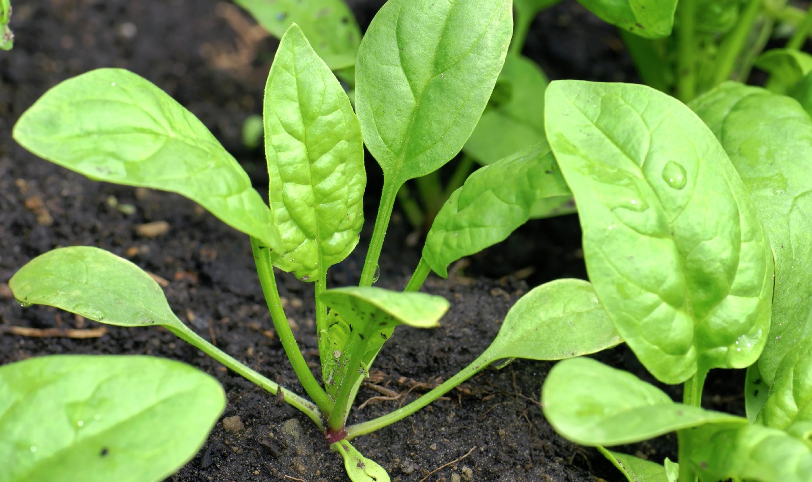 11 Best Swiss Chard Companion Plants (And 5 You Should Avoid)