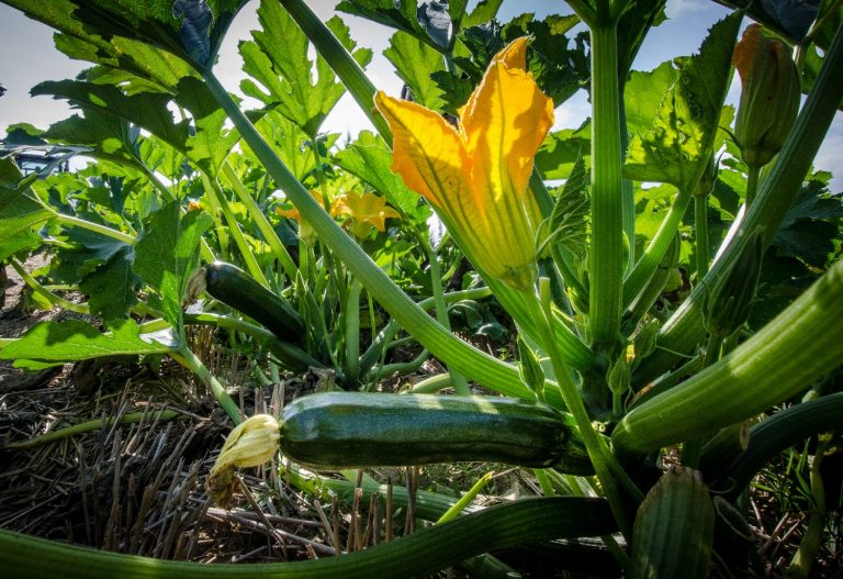 10 Watermelon Companion Plants (And 5 To Avoid)