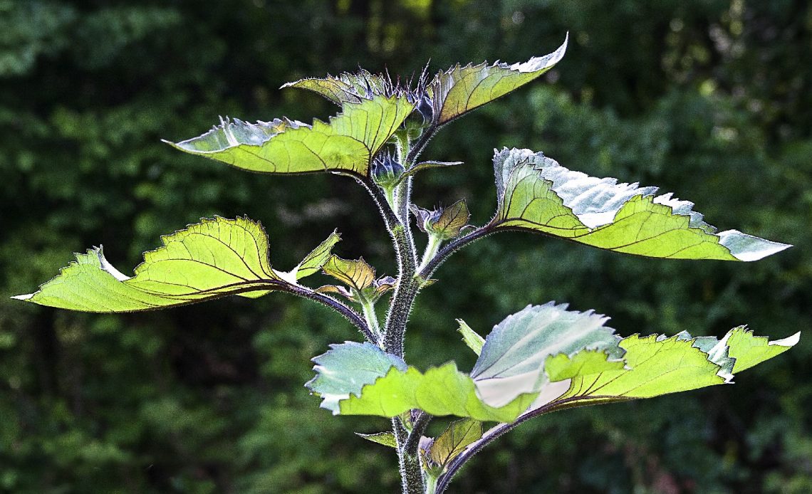 sunflower-leaves