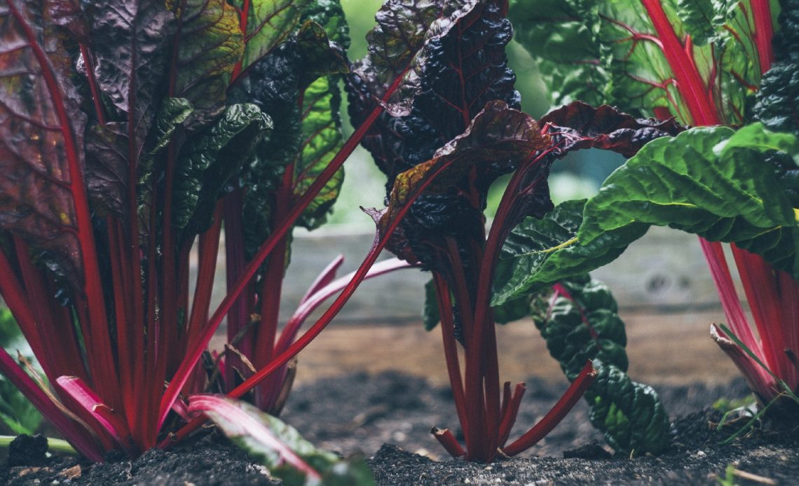 swiss-chard-companion-plants