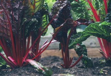 11 Best Swiss Chard Companion Plants (And 5 You Should Avoid)