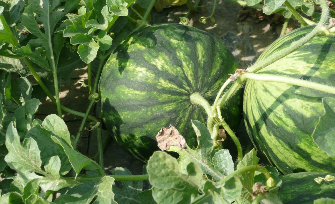 watermelon-companion-plants