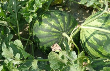 10 Watermelon Companion Plants (And 5 To Avoid)