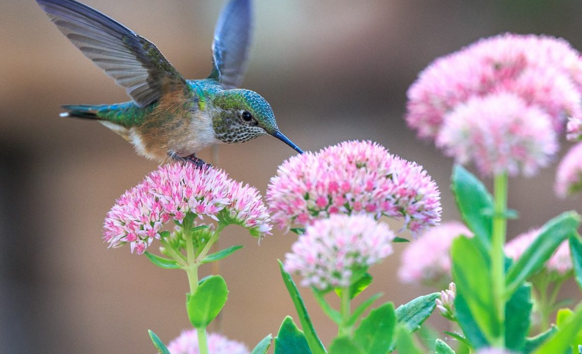what-do-hummingbirds-eat-071122