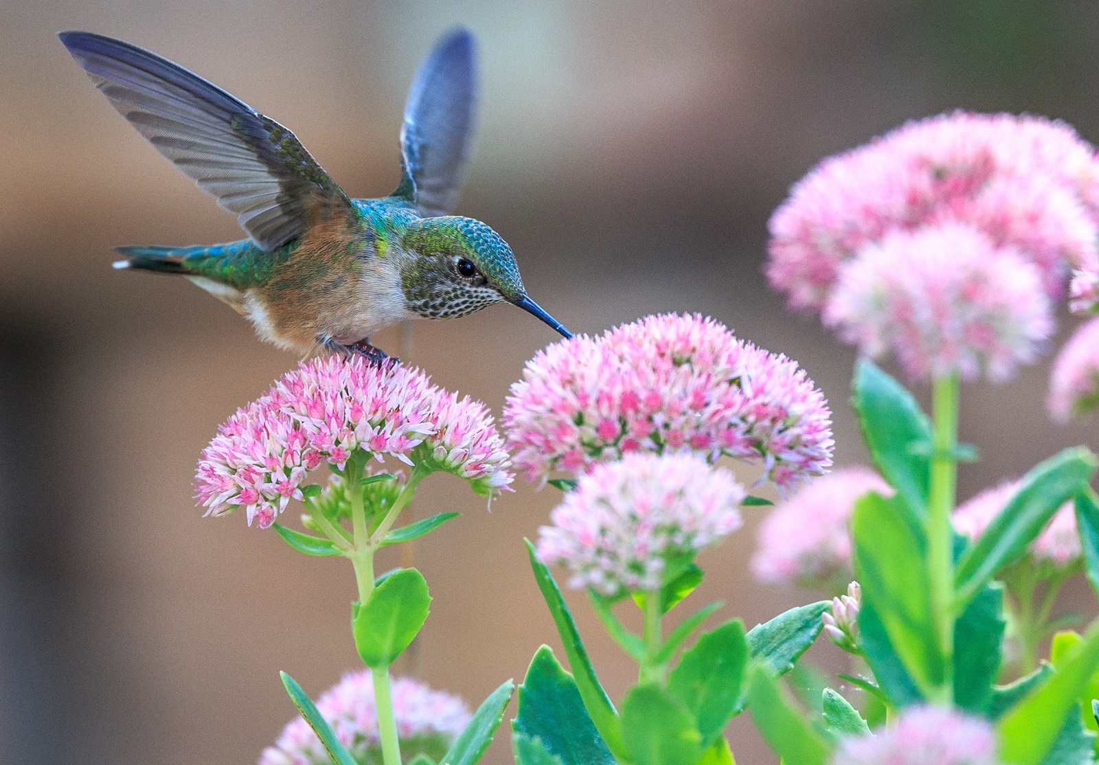 What Do Hummingbirds Eat In The Winter Time