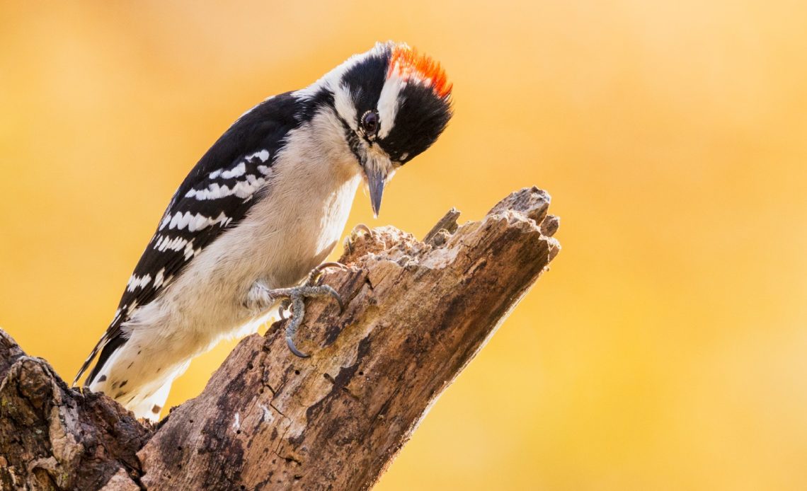 what-do-woodpeckers-eat