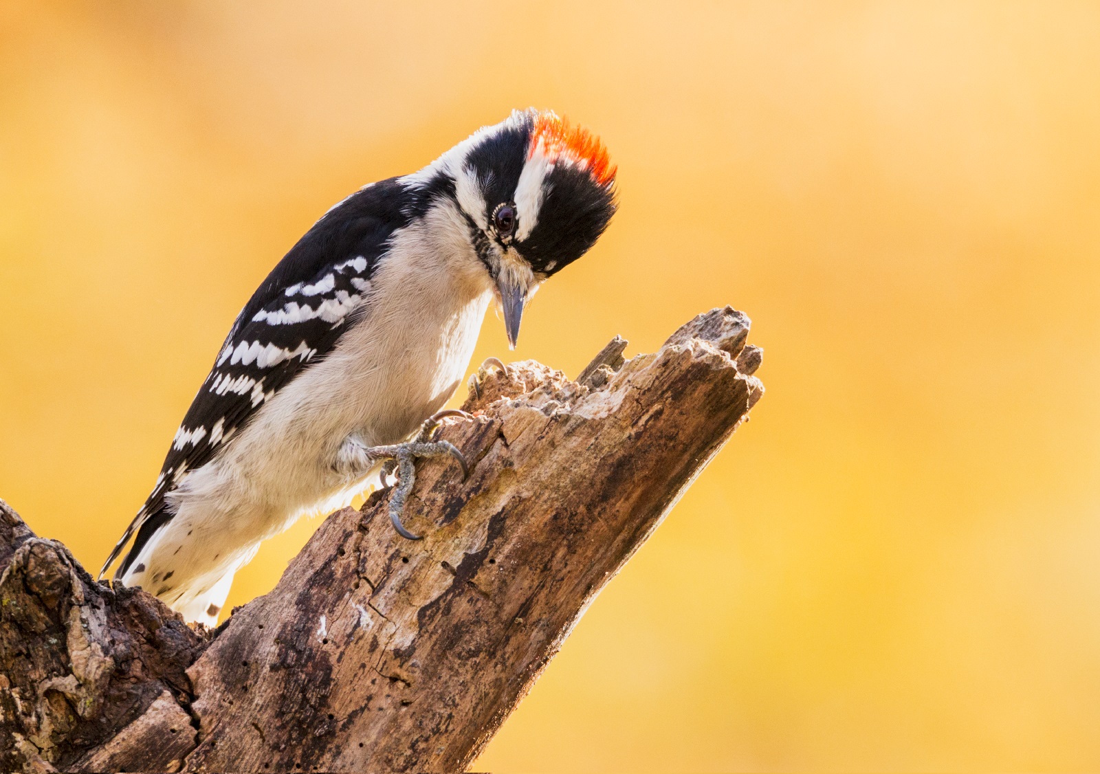 What Do Woodpeckers Eat?