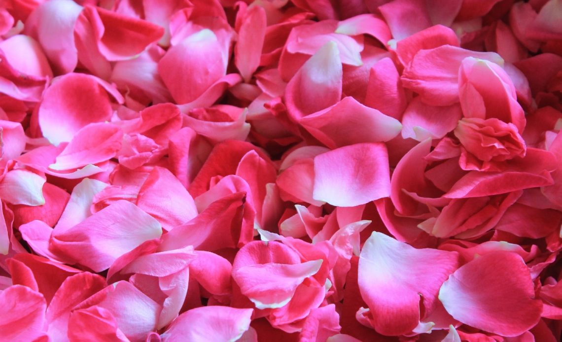what-to-do-with-rose-petals