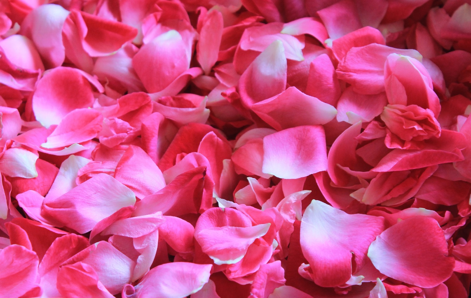 What To Do With Rose Petals 10 Ways To Use Your Leftover Flowers