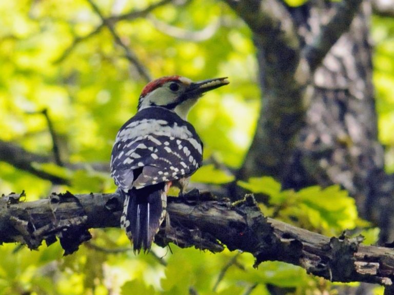 What Do Woodpeckers Eat?