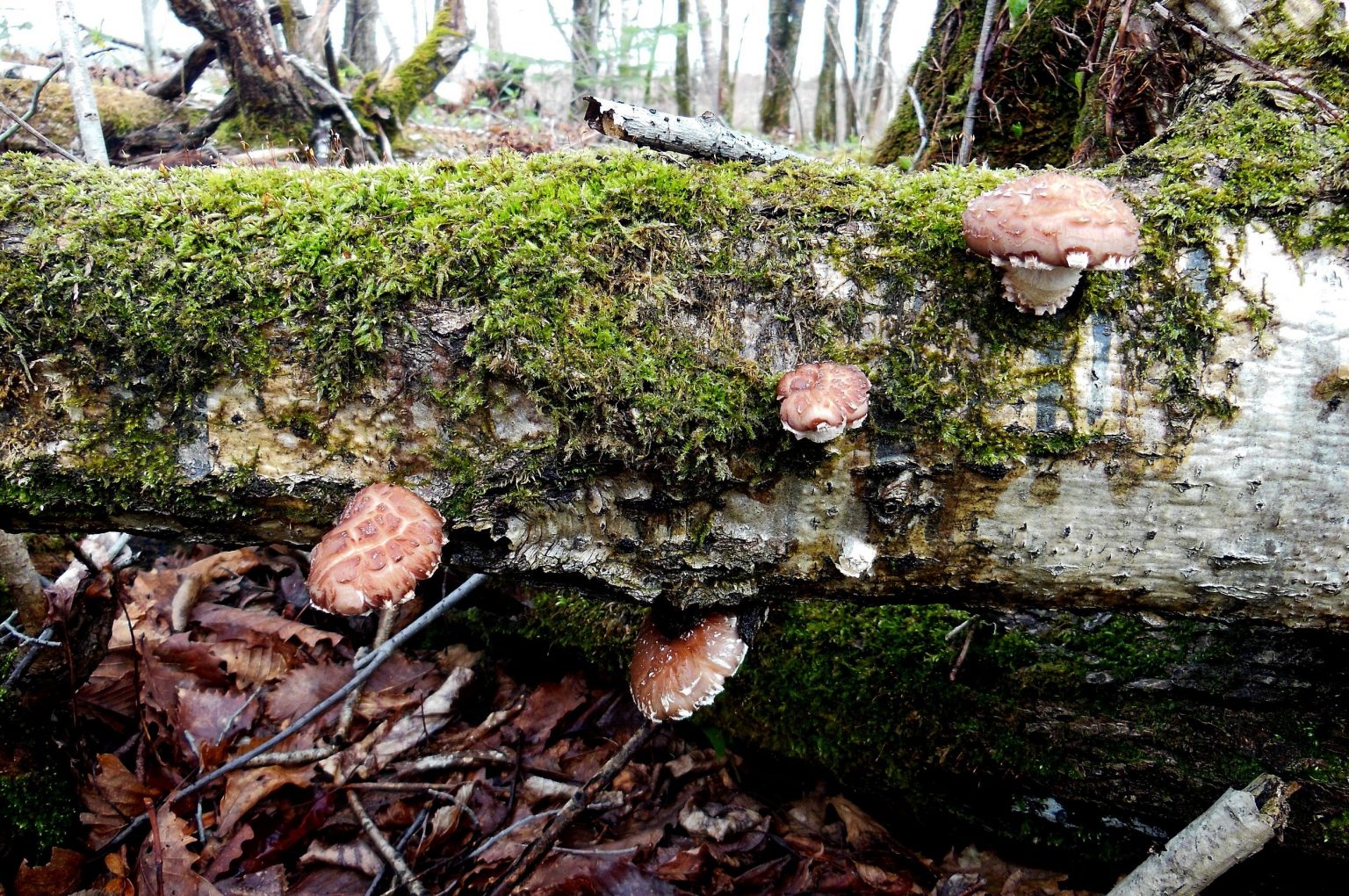 Do Deer Eat Mushrooms?