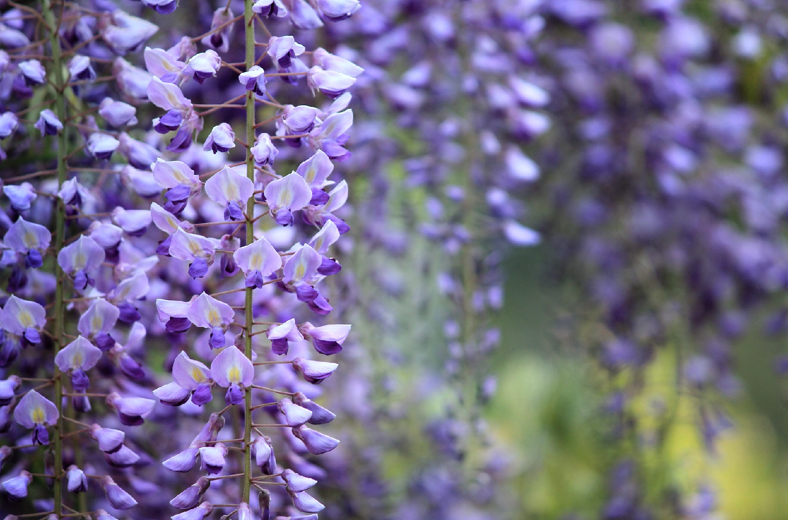 The 34 Best Hummingbird Flowers to Grow in Your Garden