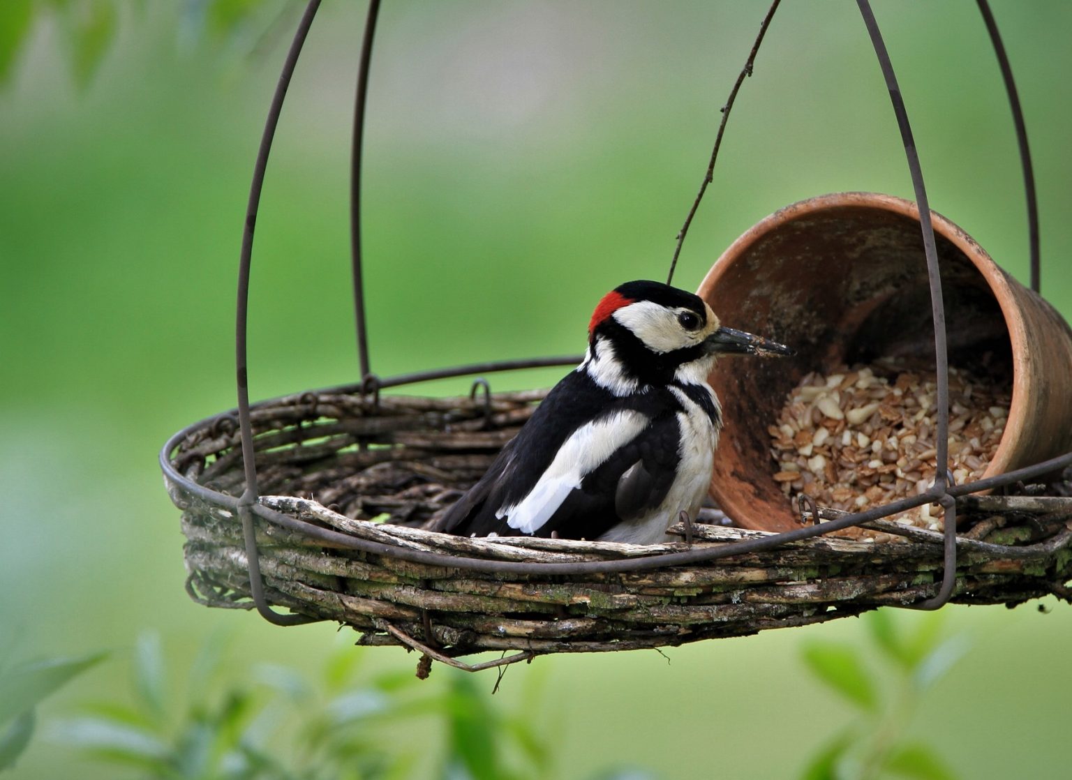 What Do Woodpeckers Eat?