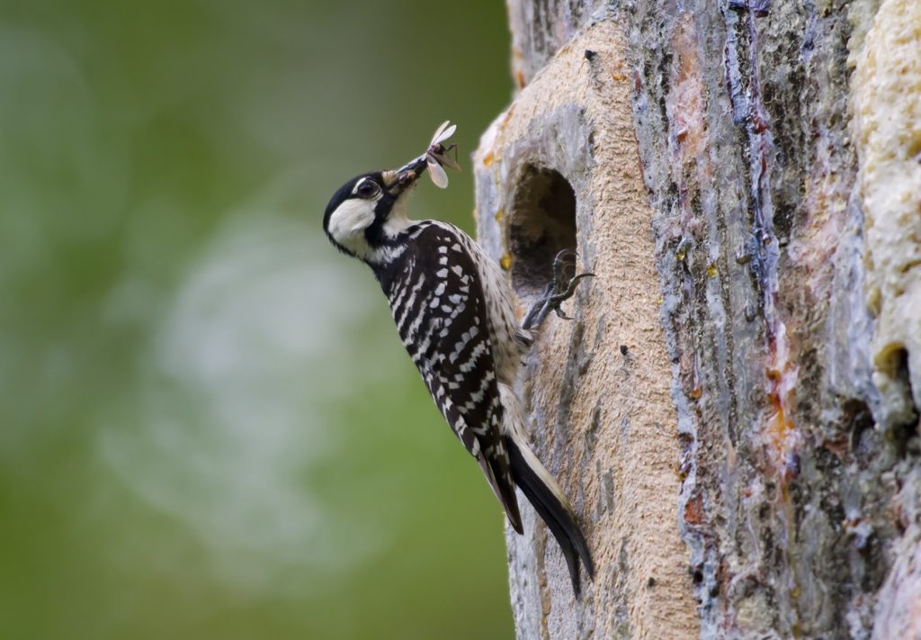 What Do Woodpeckers Eat 