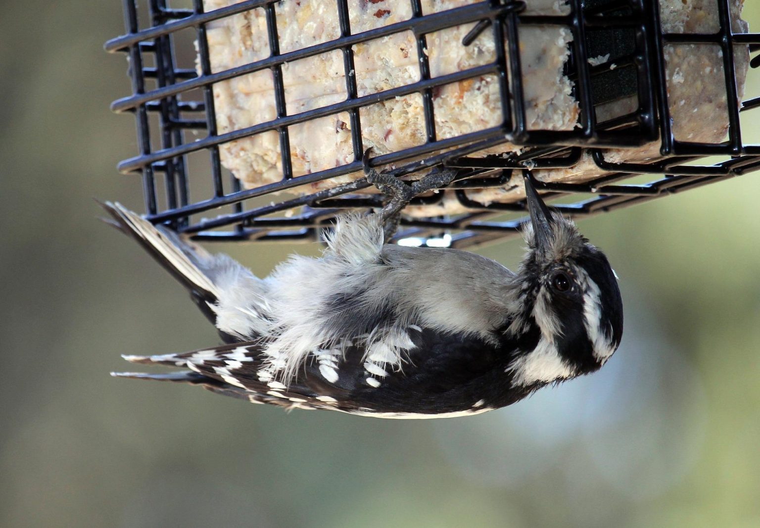 What Do Woodpeckers Eat?