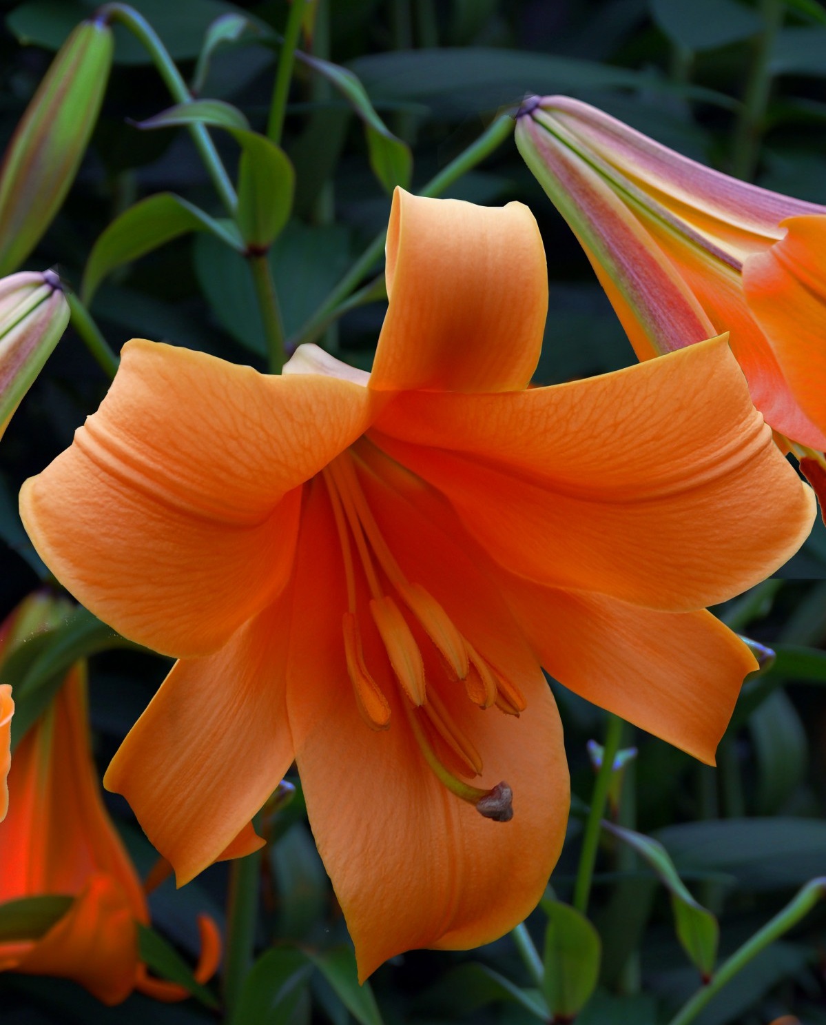 10 Types Of Orange Lilies And How To Care For Them