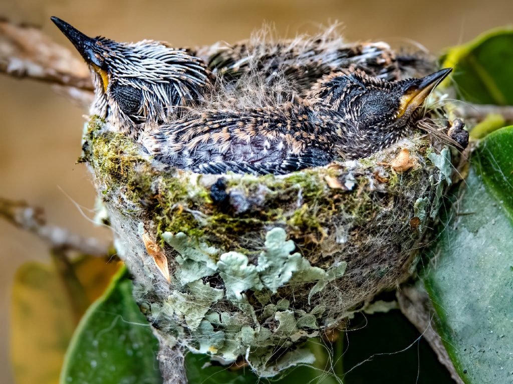 Hummingbird Babies - Everything You Need To Know (with Lots Of Pictures)