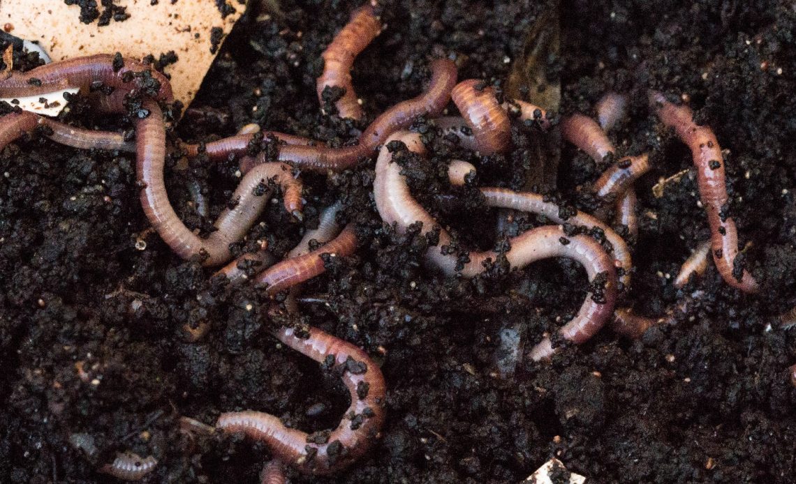 earthworms in soil