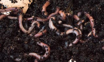 7 Types of Bad Worms in Garden Soil That You Need To Watch Out For