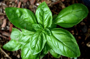13 Basil Companion Plants (And 6 You Should Avoid)