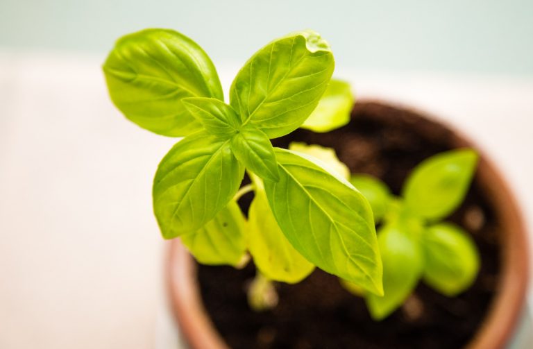 Why Is My Basil Wilting? How You Can Save Your Plant