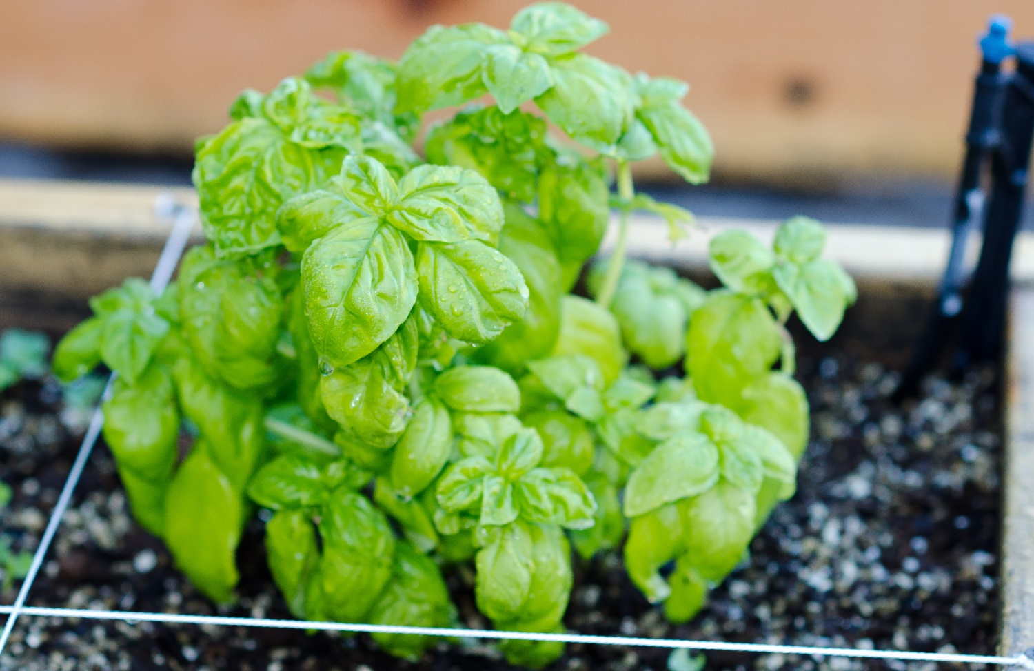 Why Is My Basil Wilting? How You Can Save Your Plant