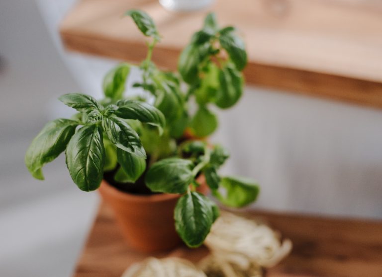 Why Is My Basil Wilting? How You Can Save Your Plant