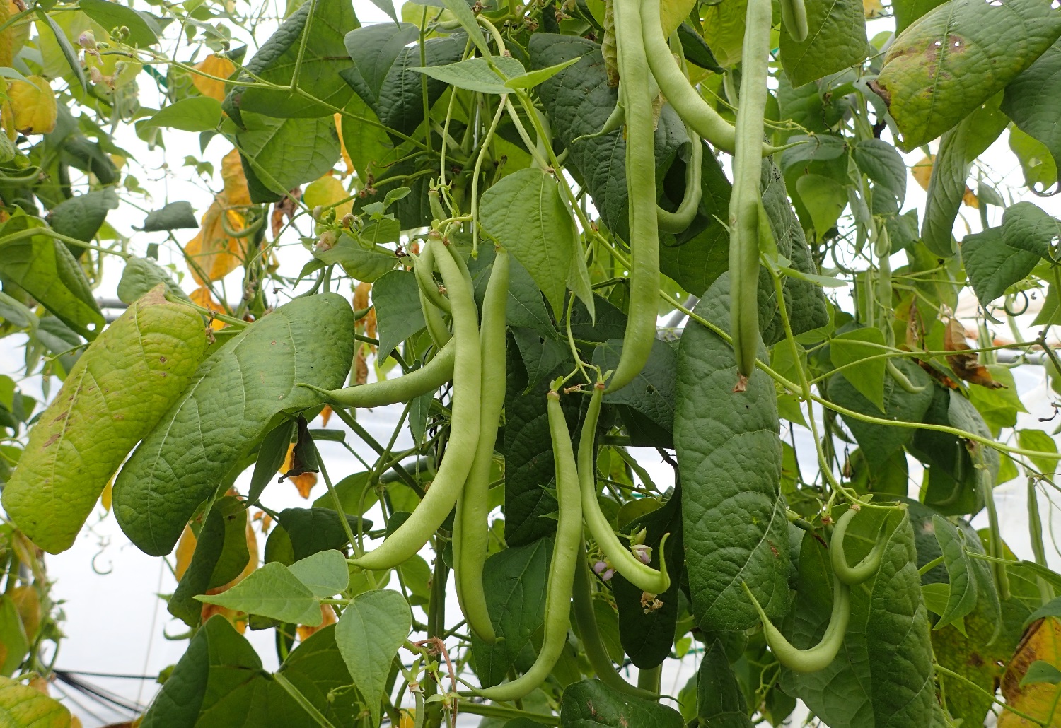 what-to-plant-after-potatoes-the-best-plants-for-crop-rotation