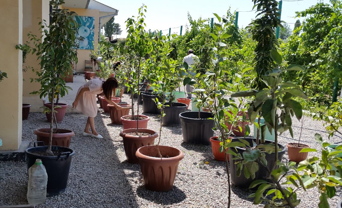 best-small-trees-for-pots-in-full-sun