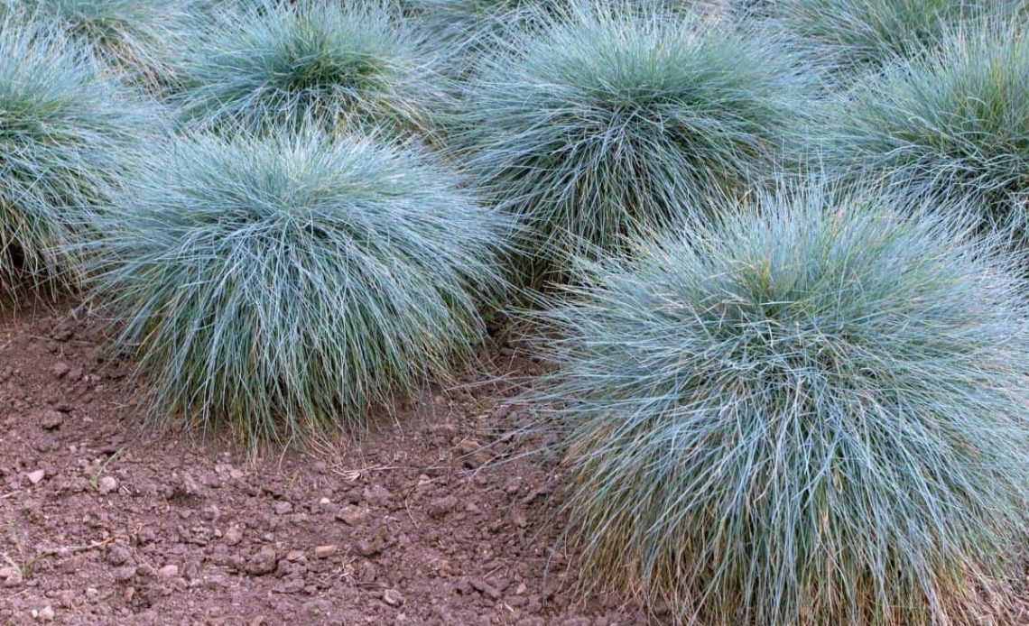 blue-fescue-companion-plants