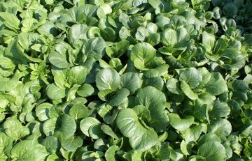 9 Bok Choy Companion Plants to Grow (and a Few to Avoid)